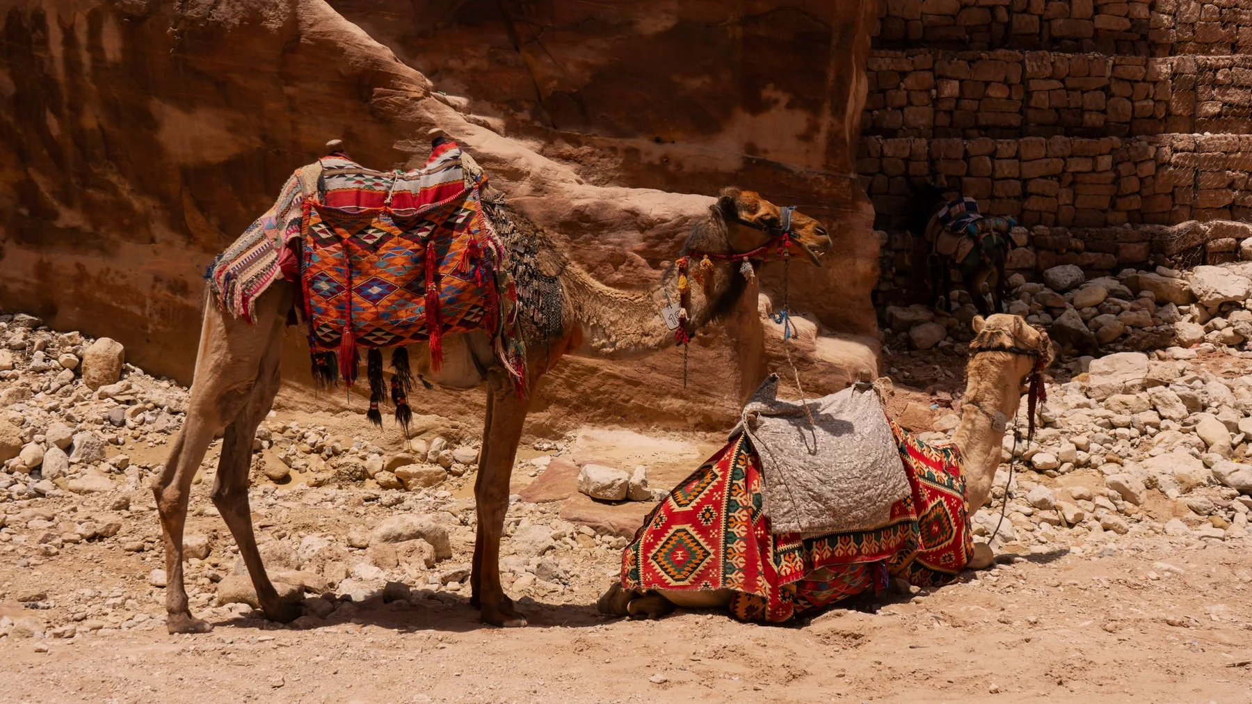 Camellos con sillas de montar de colores descansan en el desierto de Wadi Musa, Jordania