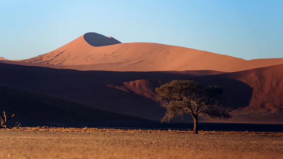 Árbol solitario en el paisaje árido del desierto de Namib al amanecer, enmarcado por altas dunas de arena