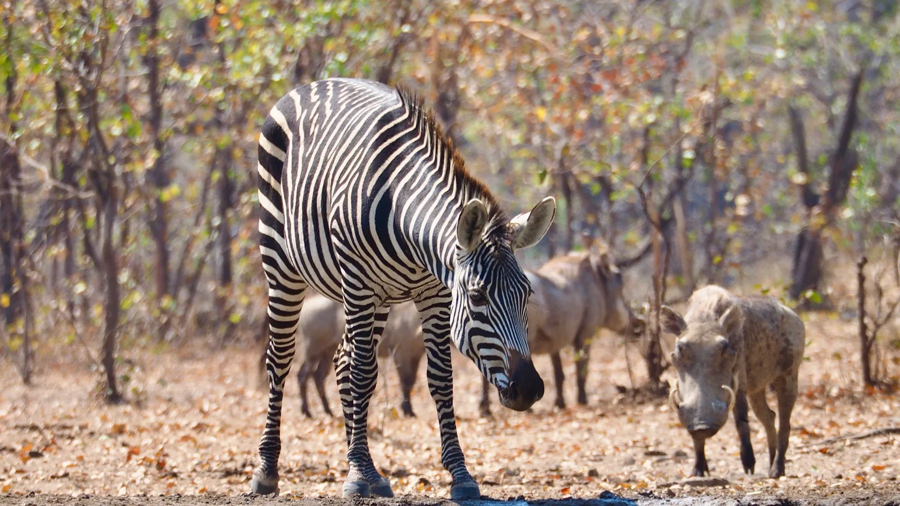 Cebras y jabalíes verrugosos se reúnen junto a una charca en la naturaleza de Chad