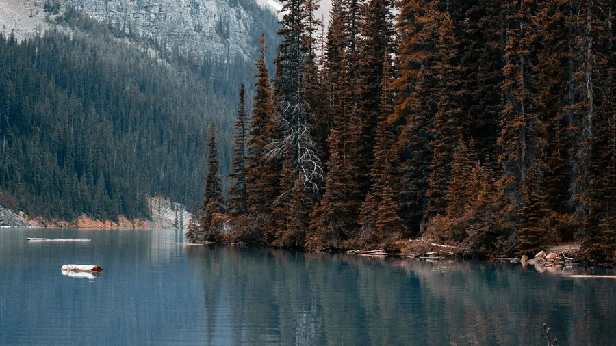 Lago tranquilo rodeado de pinos altos y montañas en Alberta, Canadá