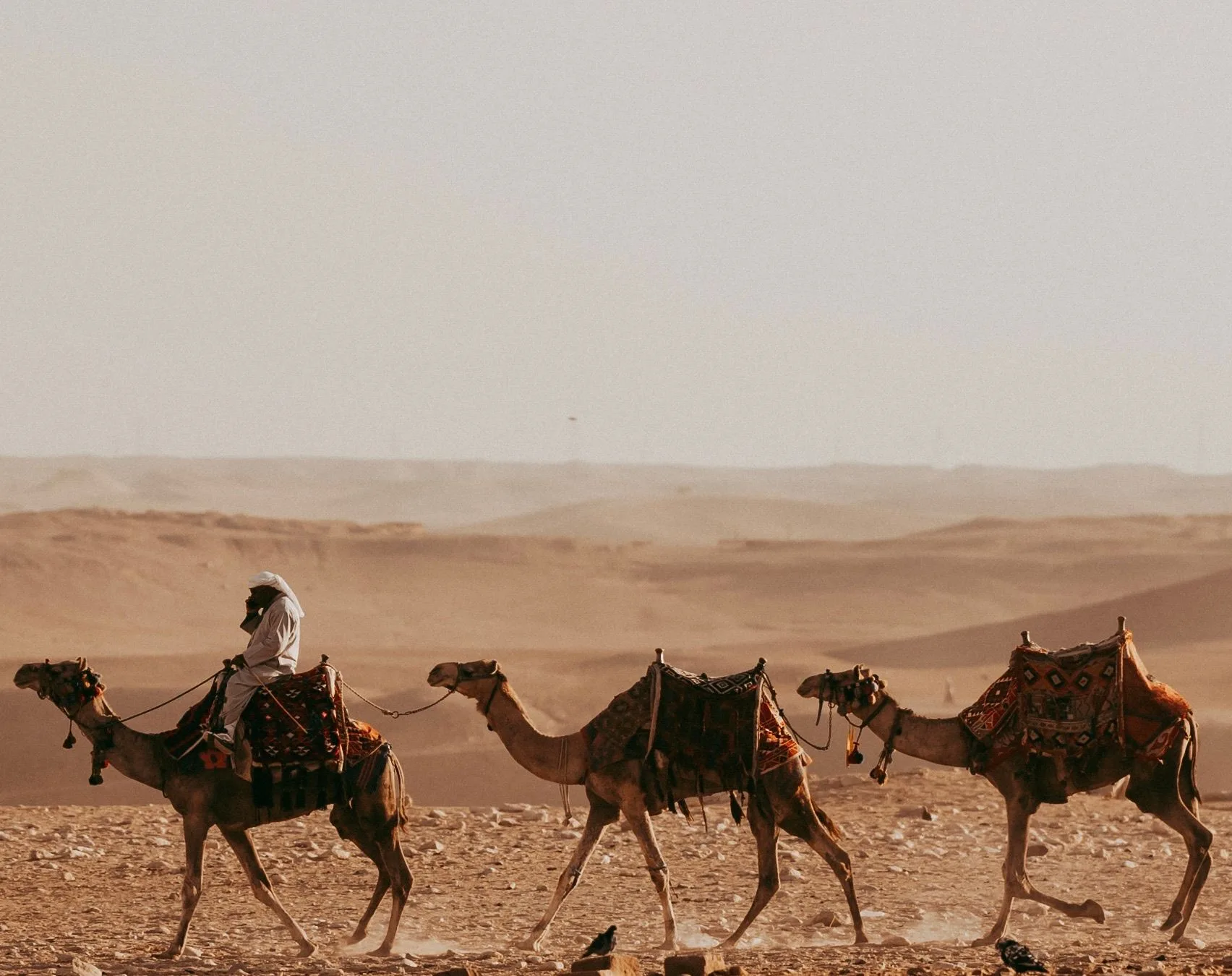 Caravana de camellos atraviesa el desierto egipcio