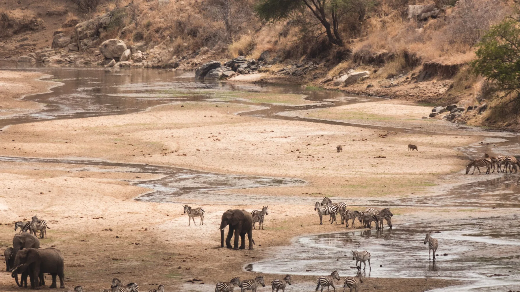 Elefantes y cebras reunidos junto a un río en el paisaje de Tanzania
