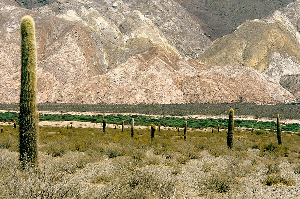 Cardones del Parque Nacional Los Cardones, cerca de Cachi