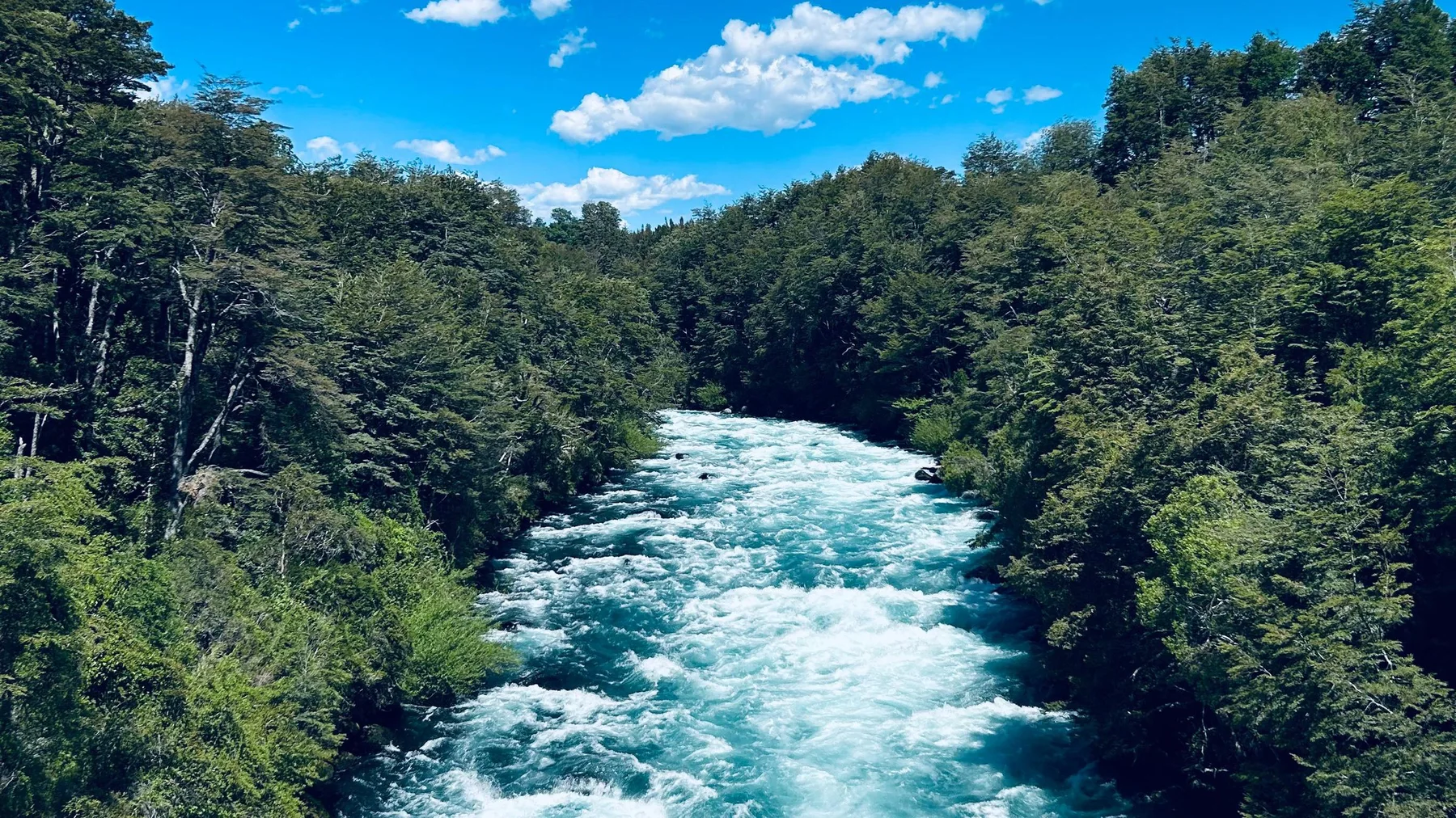 Río caudaloso entre bosque denso de vegetación verde bajo un cielo azul despejado en la Región de Los Ríos, Chile