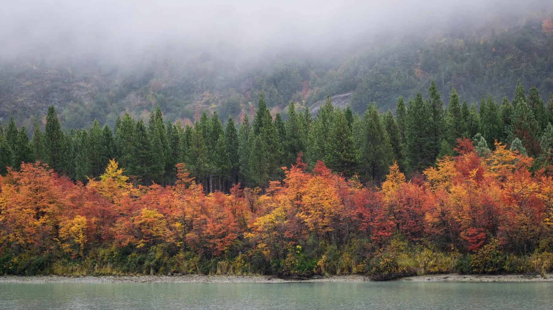 Paisaje otoñal con follaje de colores junto al río Ibáñez, en la Región de Aysén, Chile