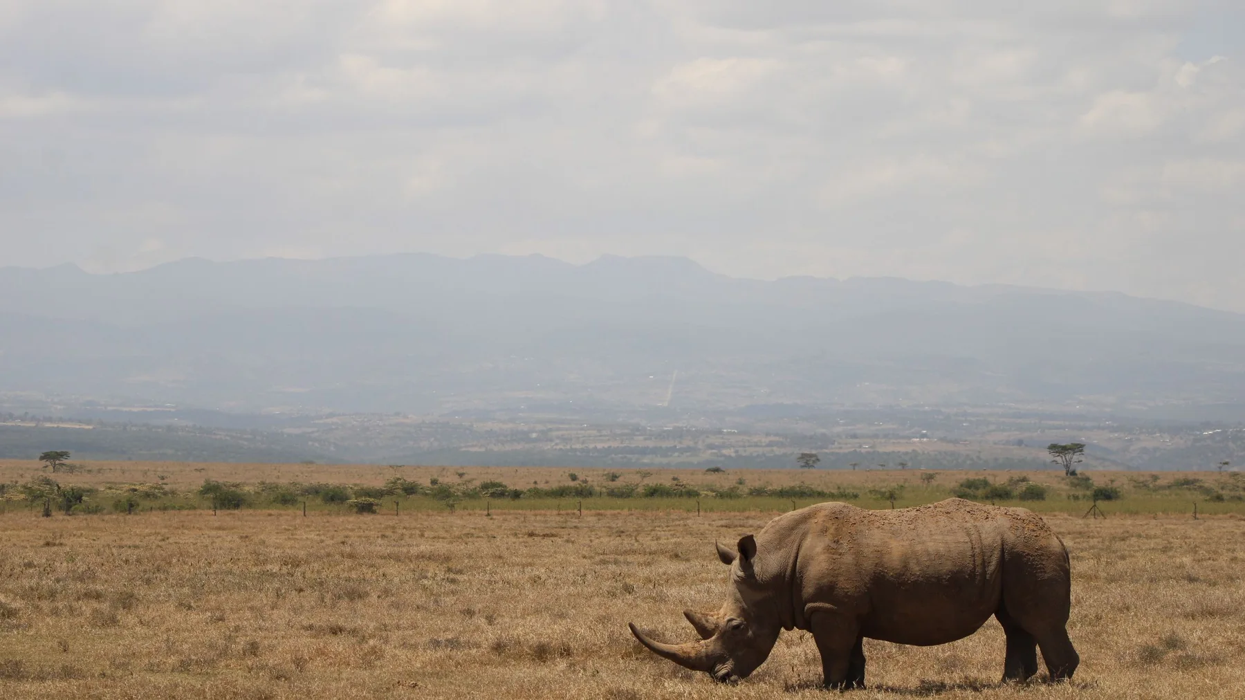 Rinoceronte pastando en la sabana abierta de Laikipia, Kenia, bajo un cielo amplio