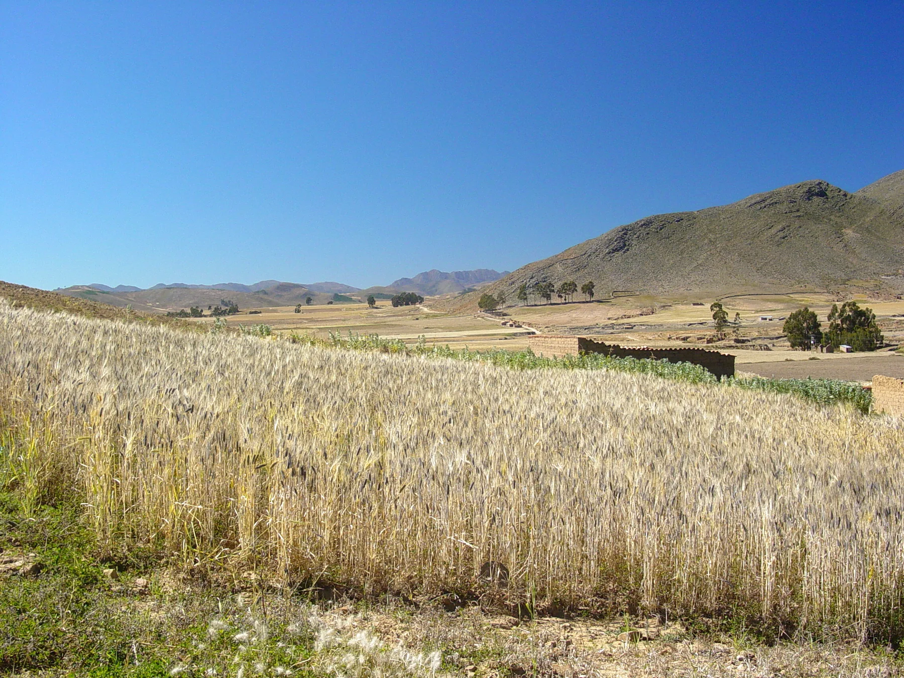 Campo de trigo y paisaje rural en Tarabuco, Bolivia
