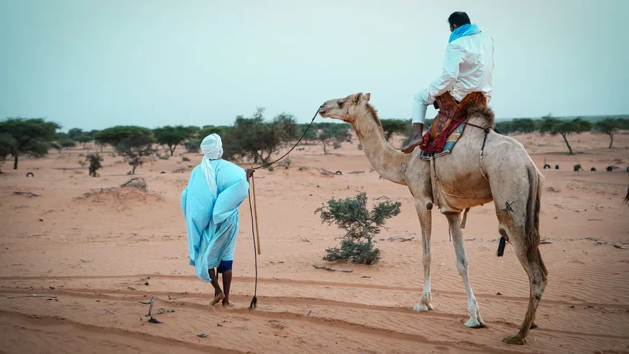 Un hombre con vestimenta tradicional guía un camello en el desierto cerca de Nuakchot, Mauritania