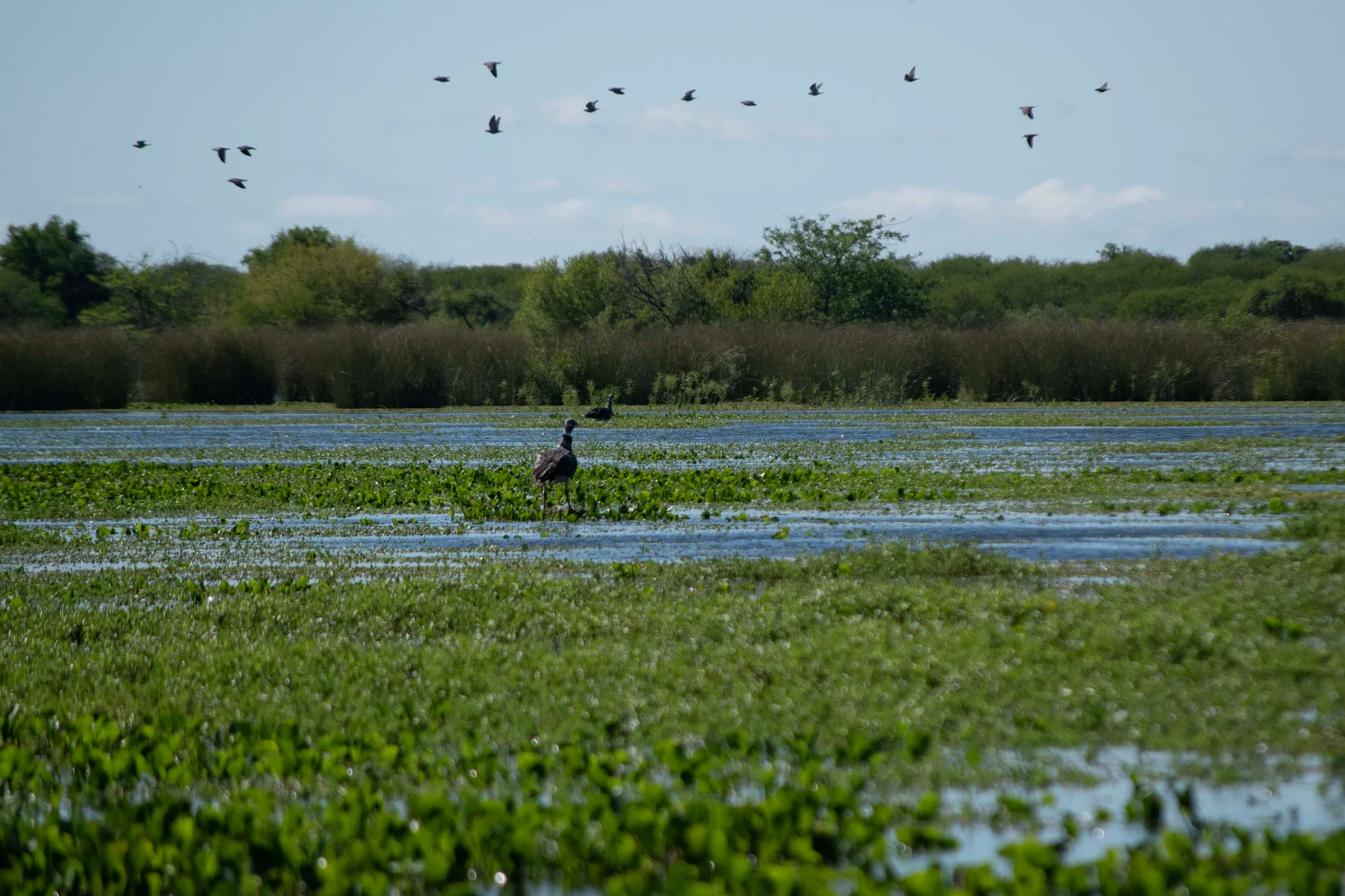 Chajá Chauna torquata en Área Protegida Montes del Queguay, Paysandú, Uruguay