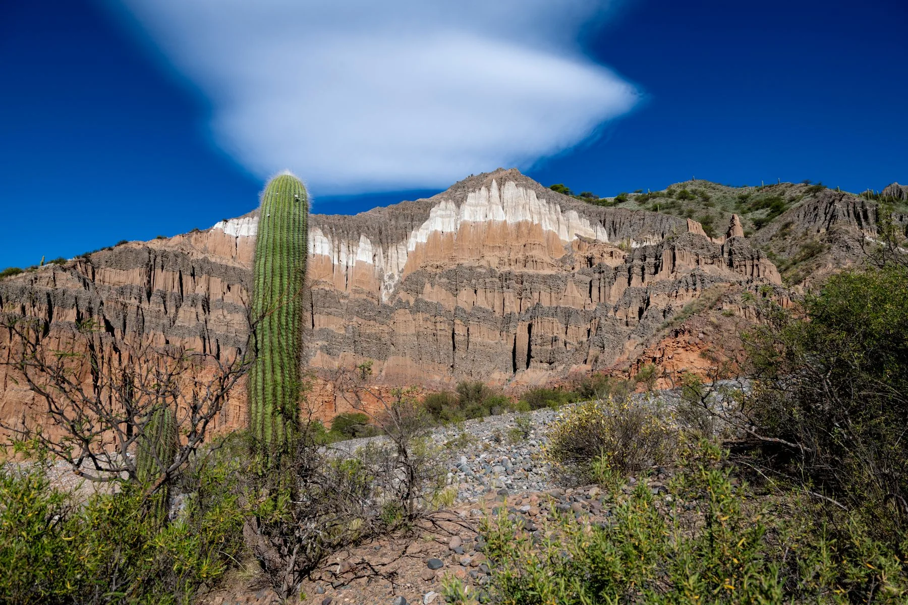 Cactus alto entre rocas en un paisaje árido de Salta, bajo un cielo azul despejado