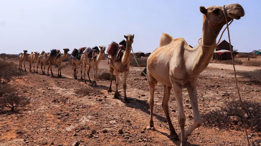 Caravana de camellos cruzando un paisaje desértico árido en Somalia bajo un cielo despejado