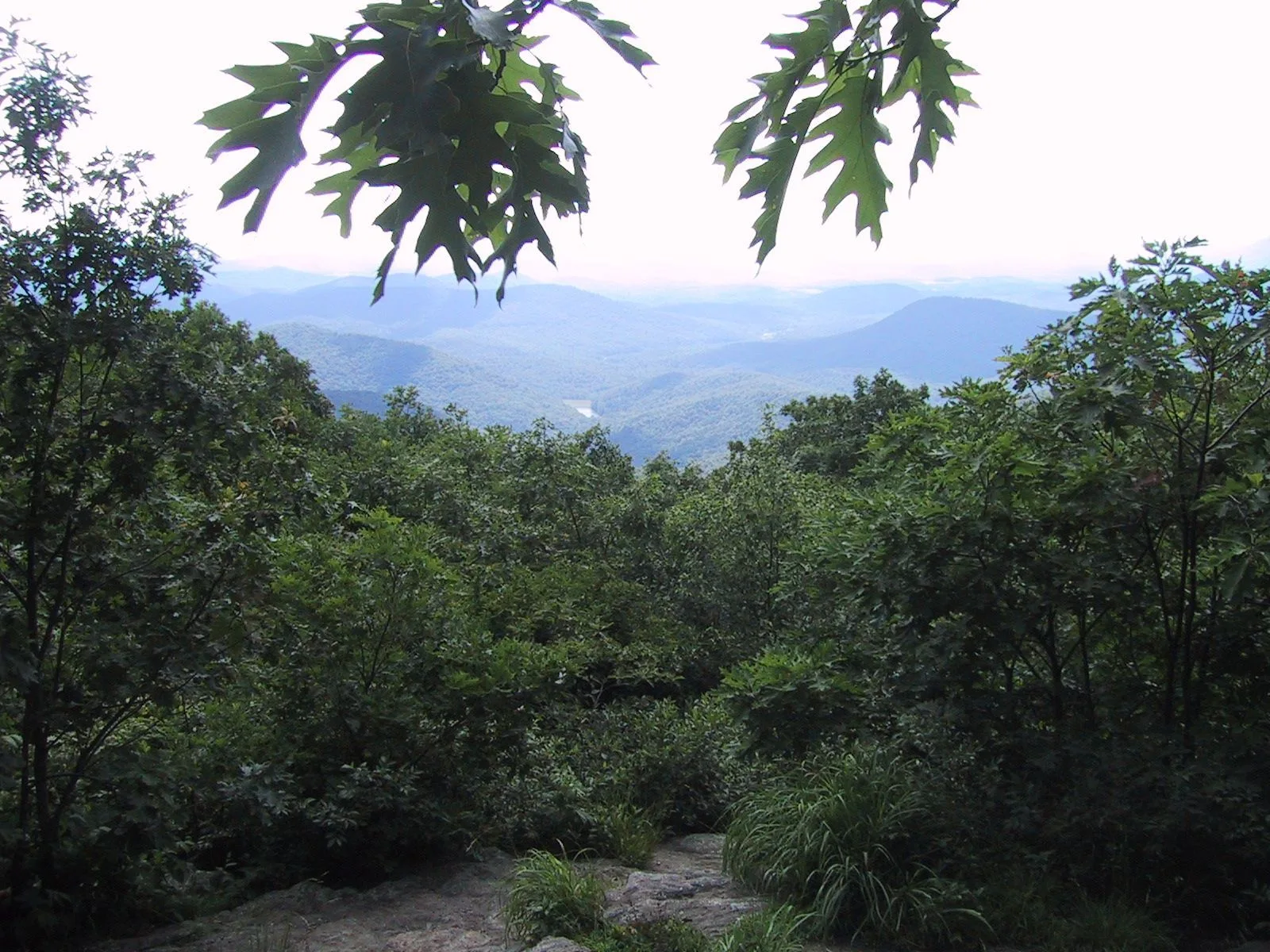 Selva tropical amazónica en América del Sur