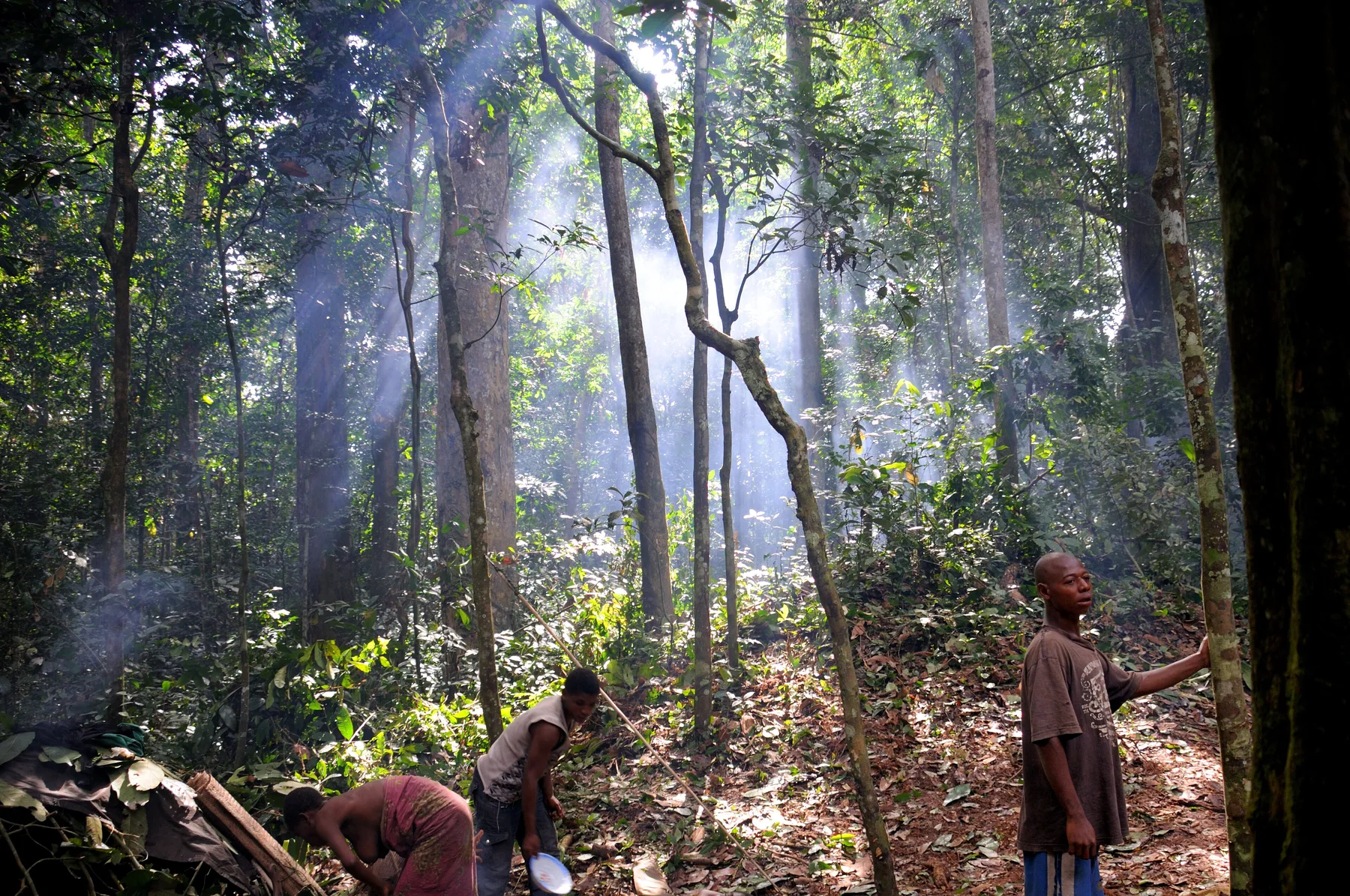 Campamento baAka en la selva tropical de Dzanga-Sangha, República Centroafricana, con luz solar entre los árboles