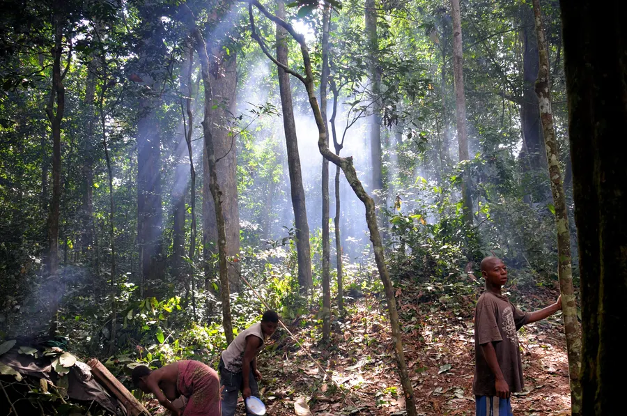 Campamento baAka en la selva tropical de Dzanga-Sangha, República Centroafricana, con luz solar entre los árboles