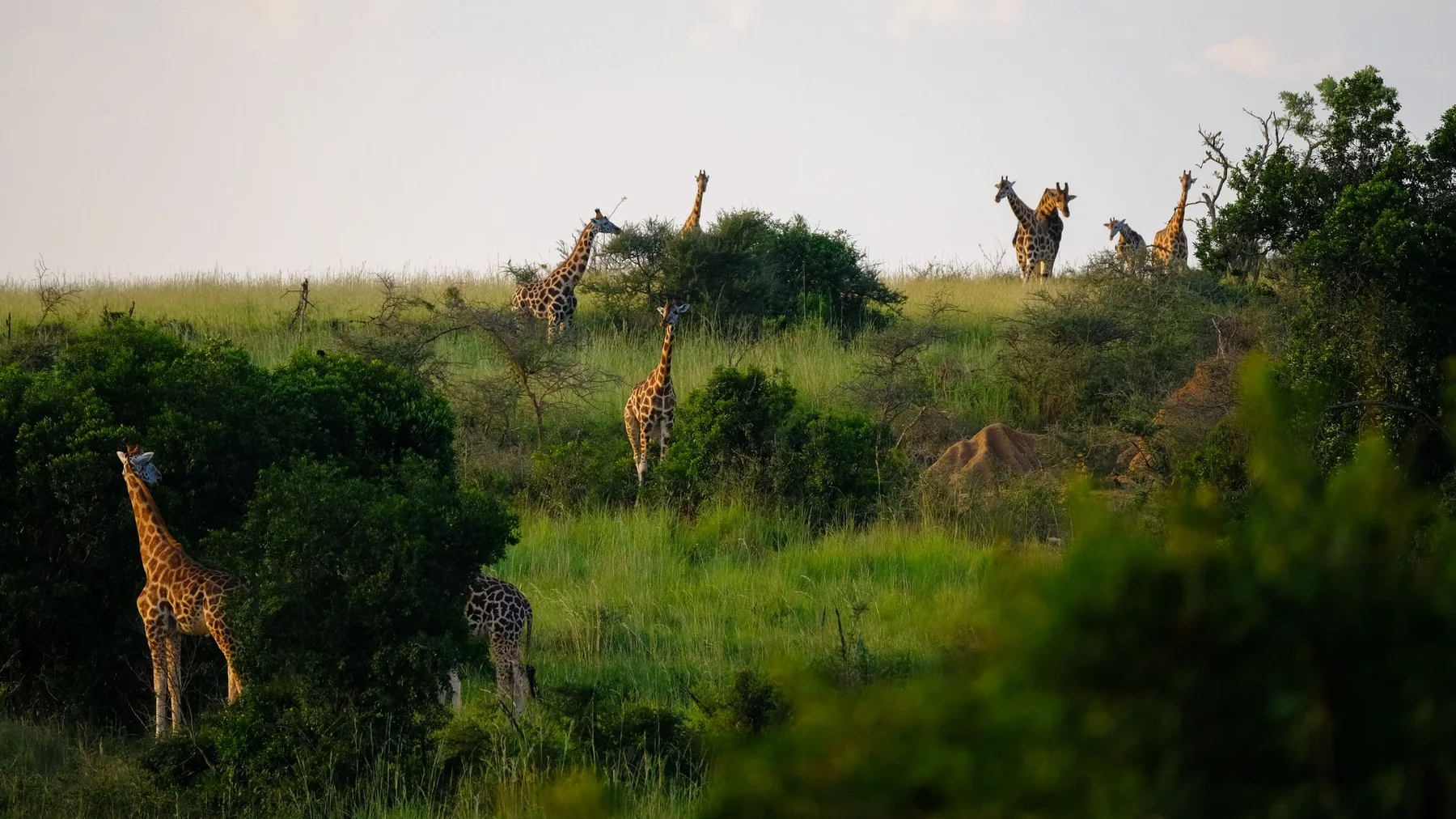 Jirafas pastando en la sabana herbosa de Uganda