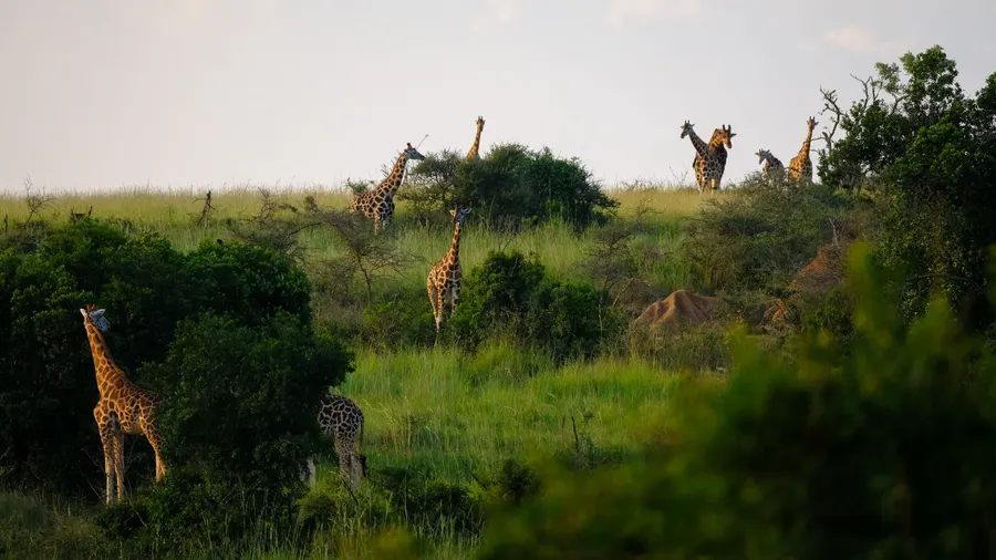Jirafas pastando en la sabana herbosa de Uganda