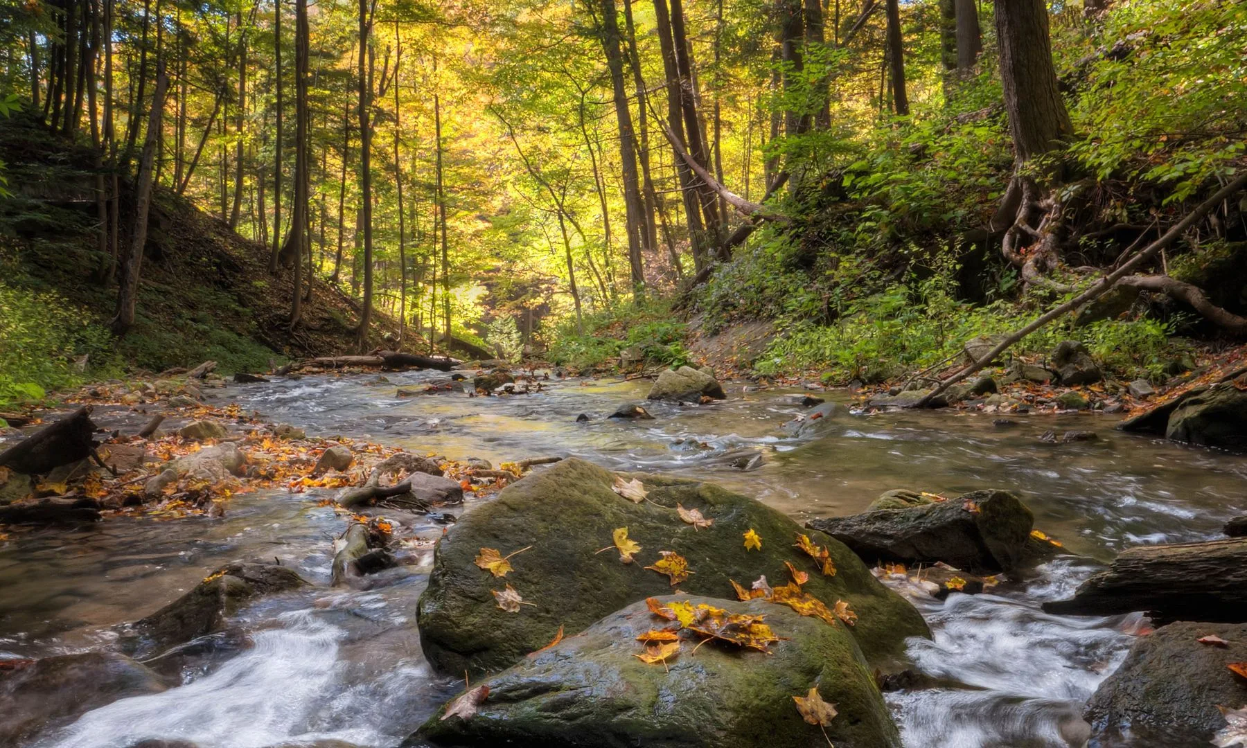 Peaceful creek flowing through an autumn forest in Hamilton, Ontario, Canada.