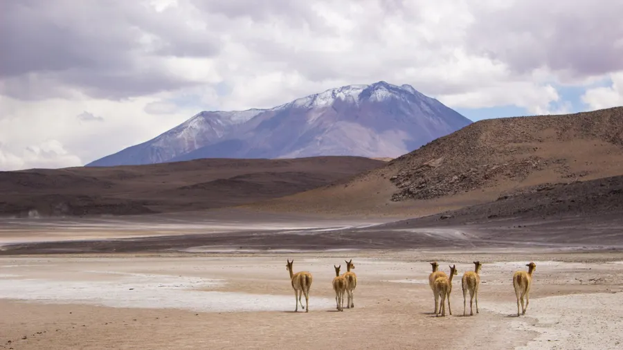 Llamas caminando por un desierto boliviano amplio, con montañas al fondo y cielo nublado