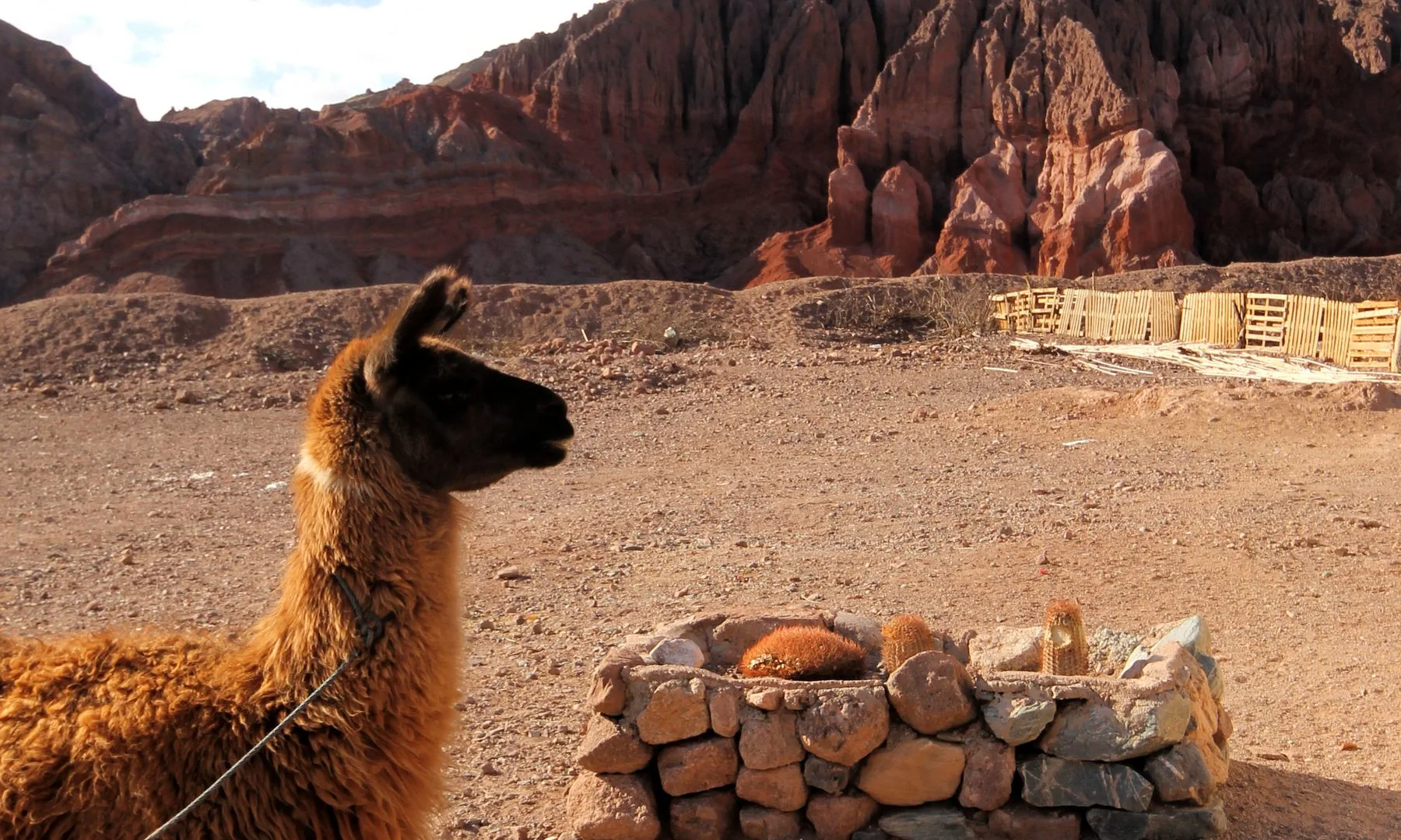 Una llama frente al paisaje desértico y rocoso de Cafayate, Salta