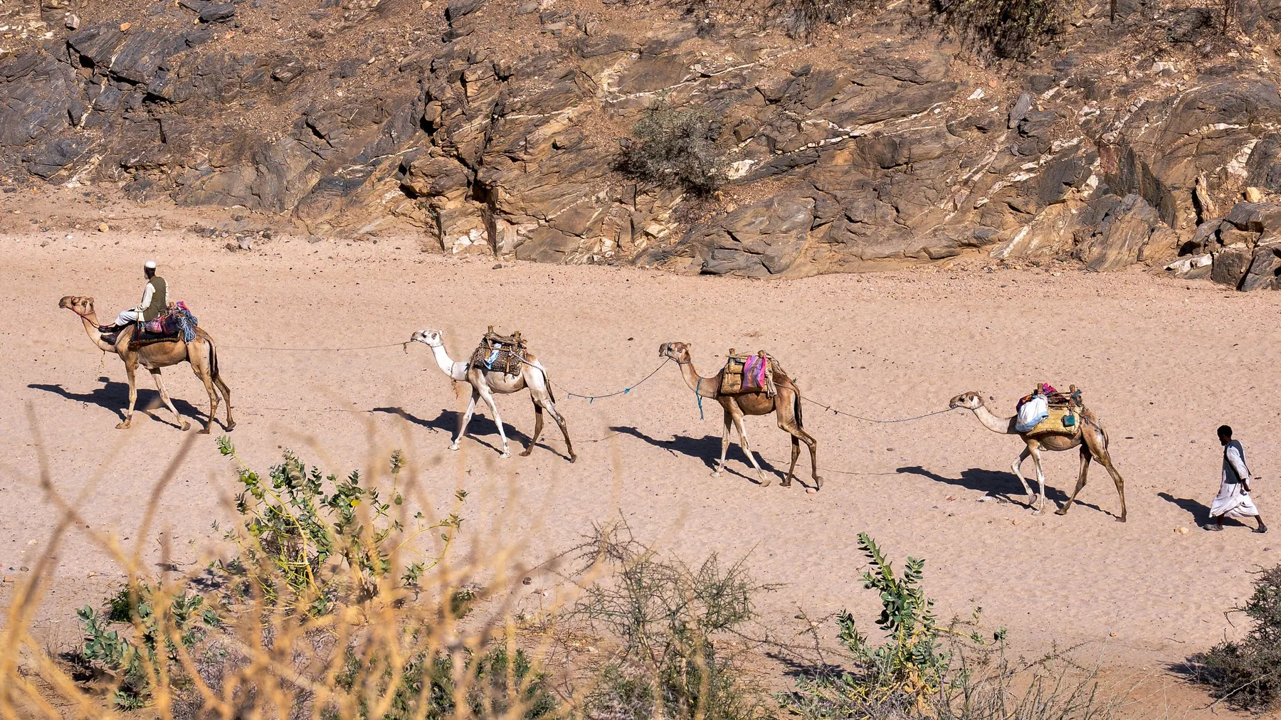 Caravana tradicional de camellos atraviesa un paisaje desértico y agreste de Eritrea bajo un sol brillante