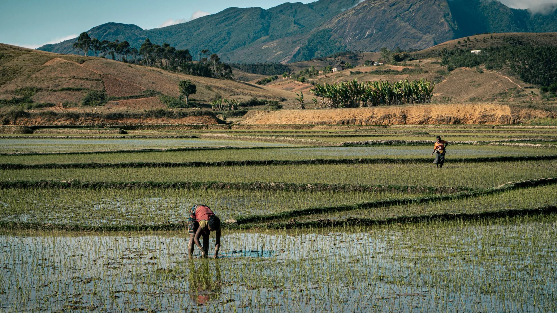 Agricultores trabajando en arrozales con montañas de fondo en Madagascar