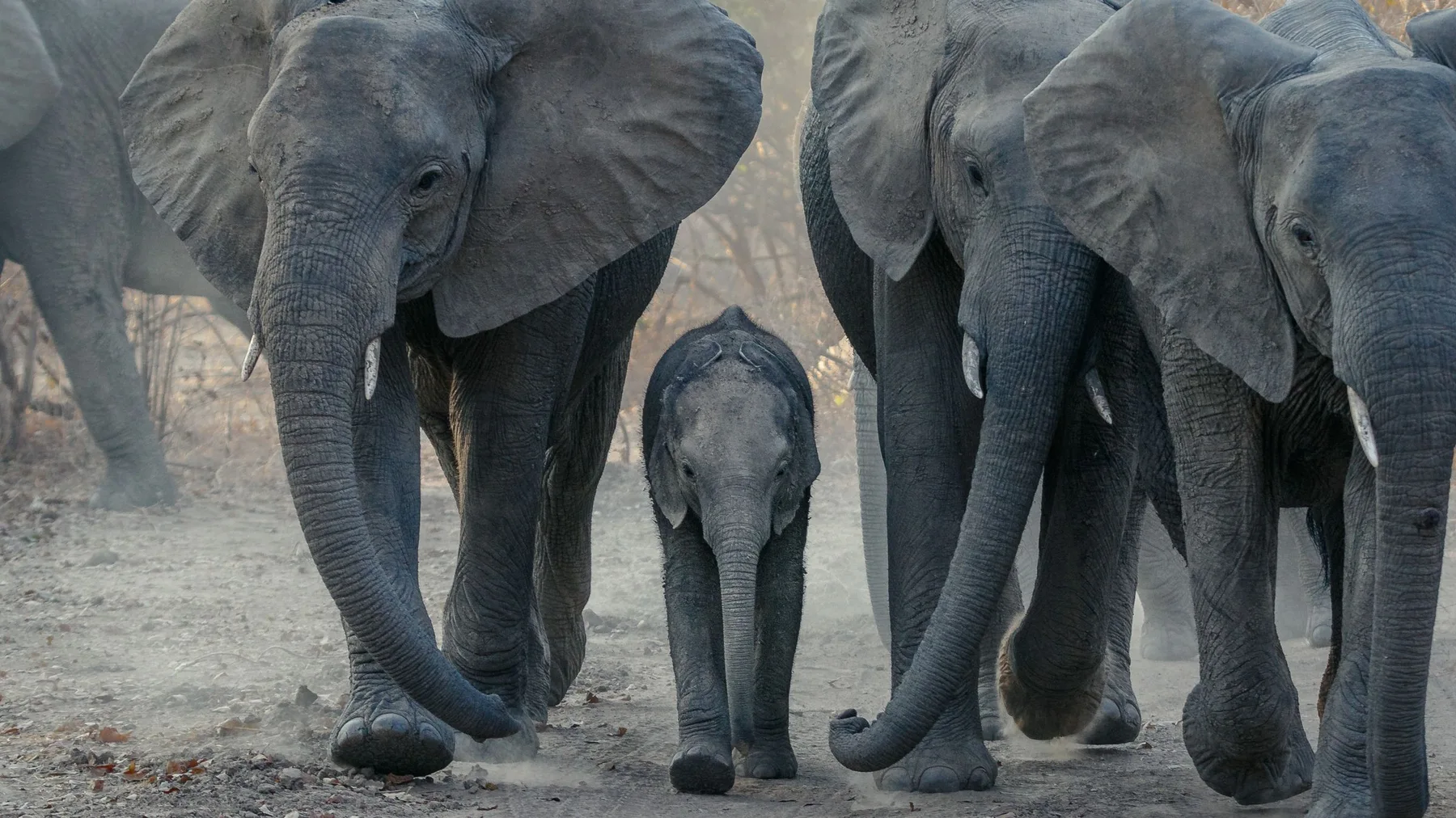 Manada de elefantes africanos avanzando por un camino polvoriento en la sabana de Zambia