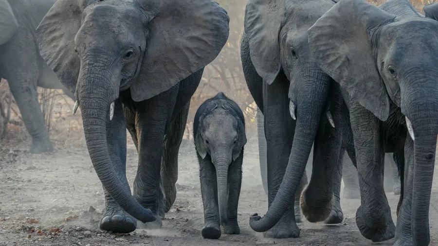 Manada de elefantes africanos avanzando por un camino polvoriento en la sabana de Zambia