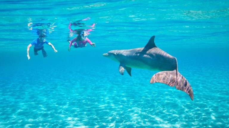 Hurghada: crucero de avistamiento de delfines con esnórquel y almuerzo