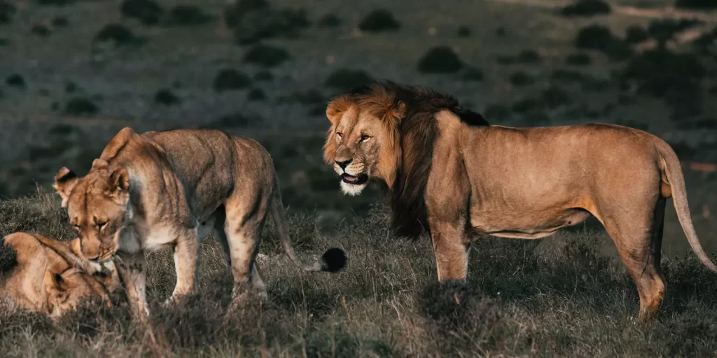 Explora la Vida Salvaje Africana en un Safari por la Sabana