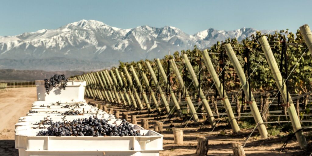 Ruta del Vino, Mendoza Argentina